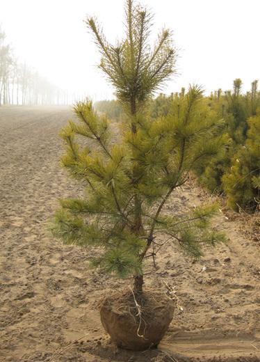 Pinus sylvestris Bonsai Tree Seeds Scots Pine Scotch Pine